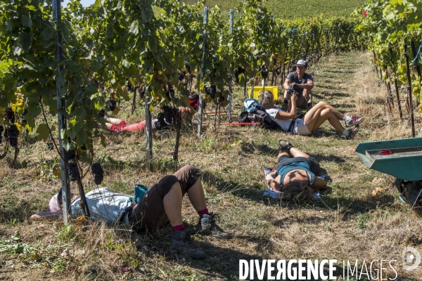 Vendanges en Lavaux. Suisse