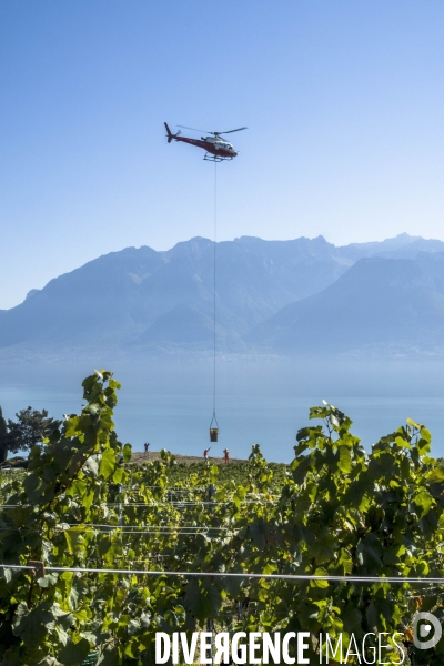 Vendanges en Lavaux. Suisse