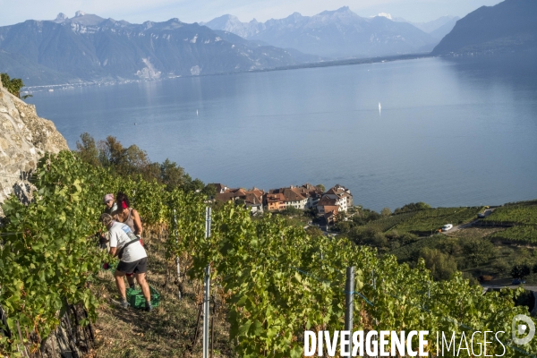 Vendanges en Lavaux. Suisse