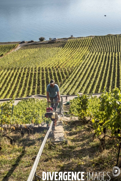 Vendanges en Lavaux. Suisse