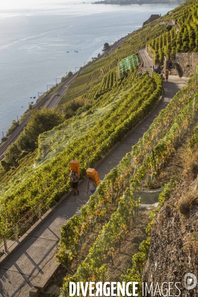 Vendanges en Lavaux. Suisse