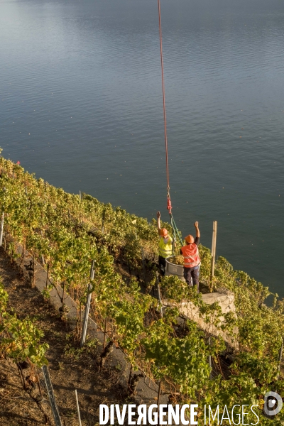 Vendanges en Lavaux. Suisse