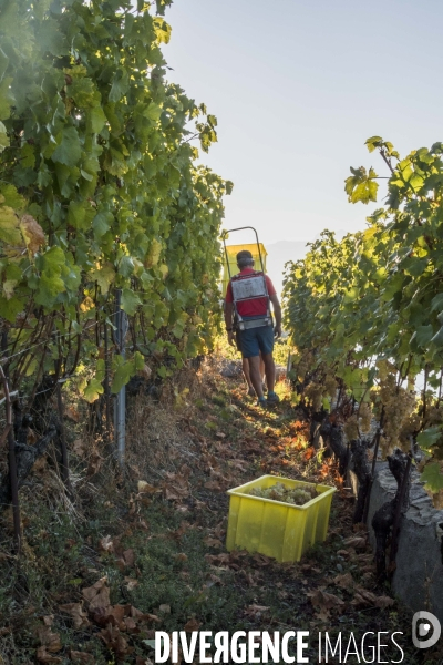 Vendanges en Lavaux. Suisse