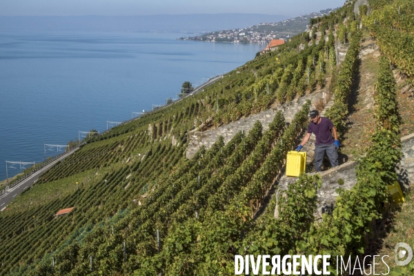 Vendanges en Lavaux. Suisse