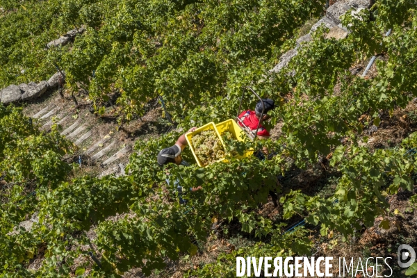 Vendanges en Lavaux. Suisse