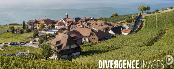 Vendanges en Lavaux. Suisse