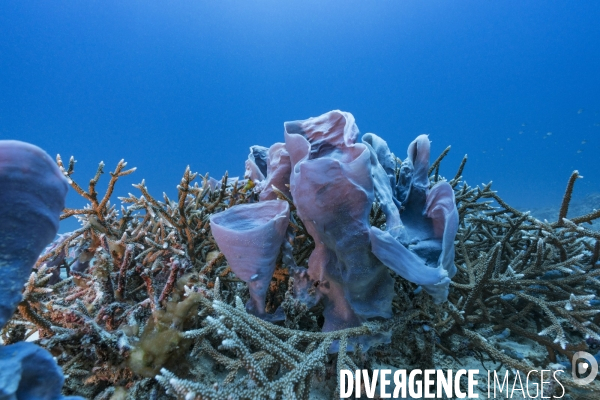 Eponge Callyspongia à Mayotte