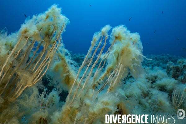 Algues filamenteuses recouvrant les gorgones - Filamentous algae covering gorgonians