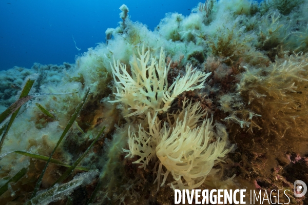 Algues filamenteuses recouvrantles fonds marins - Filamentous algae covering the seabed