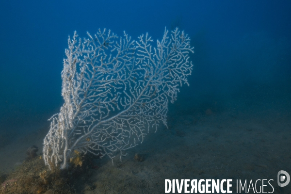 Gorgone verruqueuse - Warty gorgonian