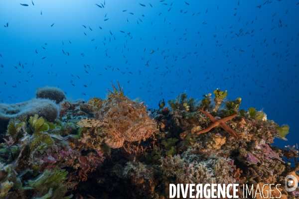 Rascasse rouge - Large-scaled scorpionfish