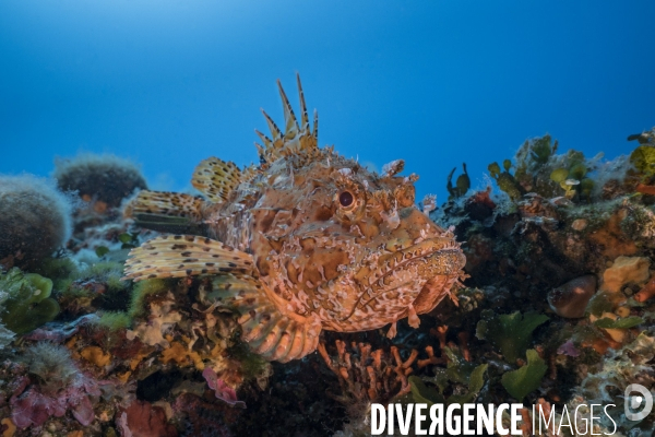 Rascasse rouge - Large-scaled scorpionfish