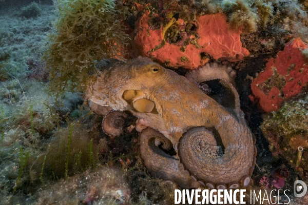 Poulpe commun Octopus vulgaris - Common octopus