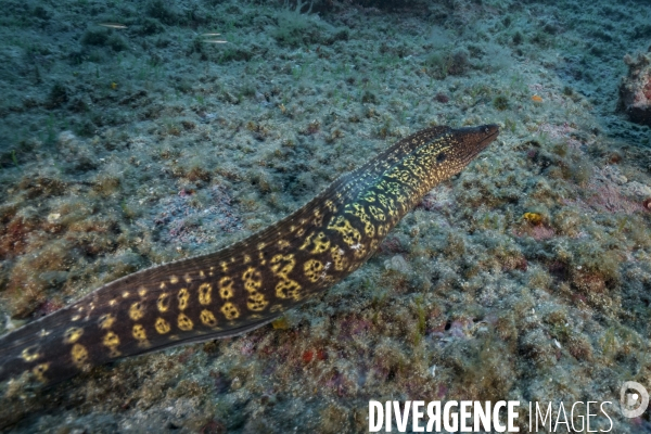 Murène commune - Common moray eel