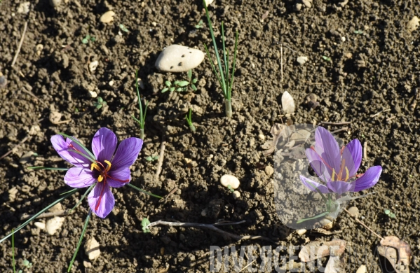 #Agriculture dans le #Jura Culture du #Safran