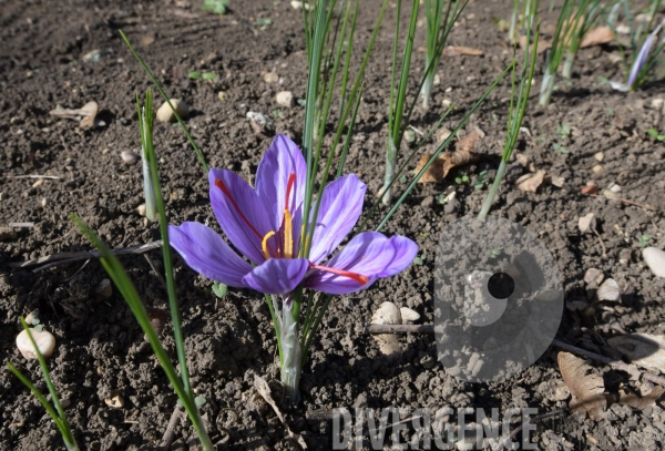 #Agriculture dans le #Jura Culture du #Safran