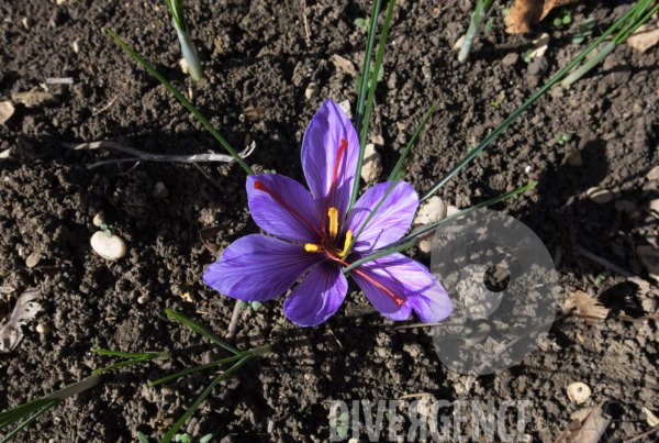 #Agriculture dans le #Jura Culture du #Safran