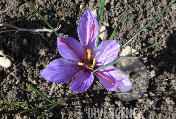 #Agriculture dans le #Jura Culture du #Safran