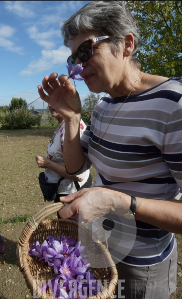 #Agriculture dans le #Jura Culture du #Safran