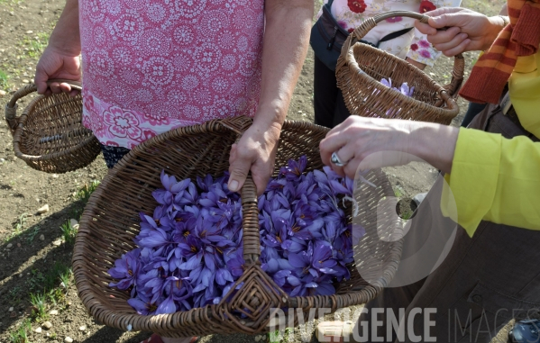 #Agriculture dans le #Jura Culture du #Safran