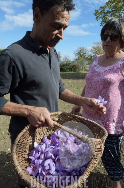 #Agriculture dans le #Jura Culture du #Safran