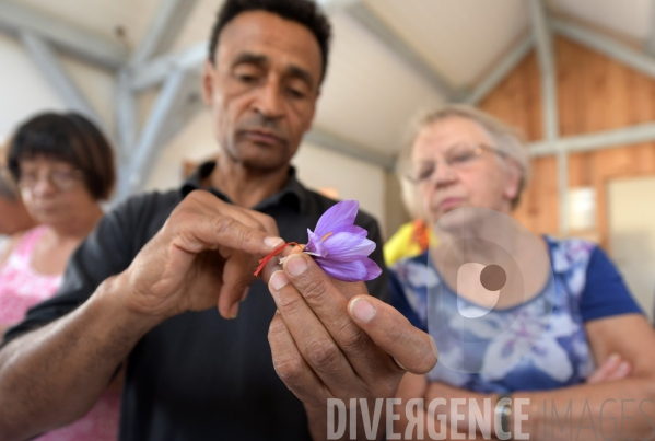 #Agriculture dans le #Jura Culture du #Safran