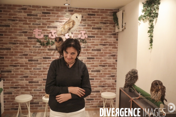 Owl cafe, bar a hiboux a tokyo