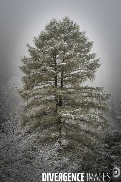 Petite Chronique d en Haut 2018/ Premiere neige