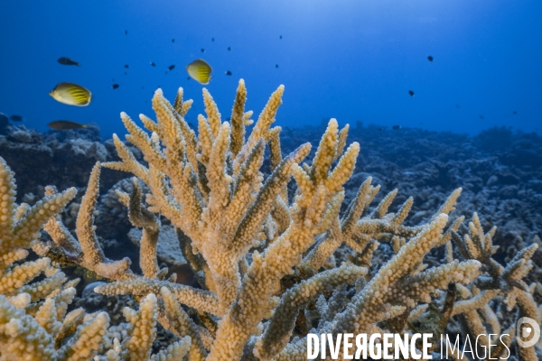 Coraux Acropora sp. - Acropora corals