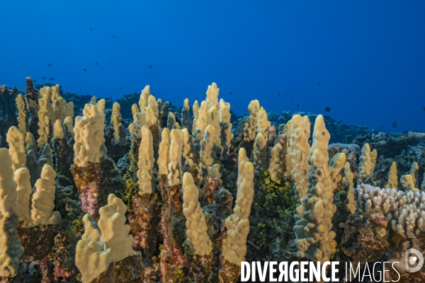 Coraux encroutants - encrusting corals