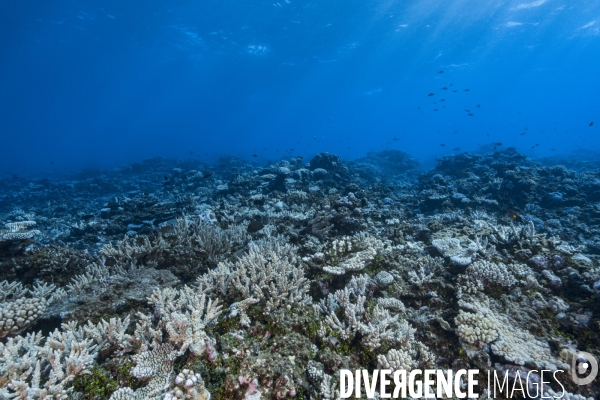 Coraux Acropora sp. - Acropora corals