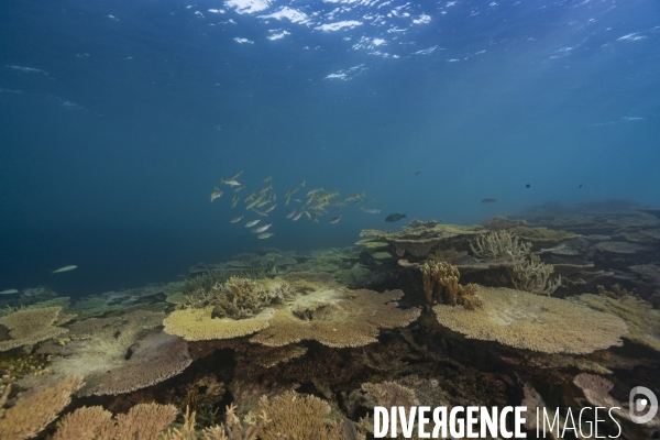 Récif corallien du chenal de Taravai - Taravai Channel Coral Reef