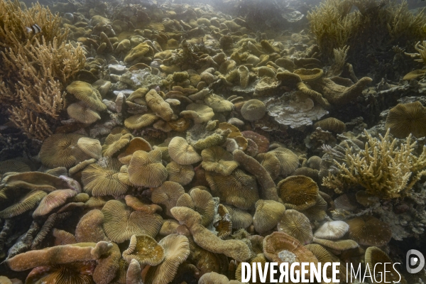 Colonie de coraux Fungia scruposa - Fungia scruposa coral colony