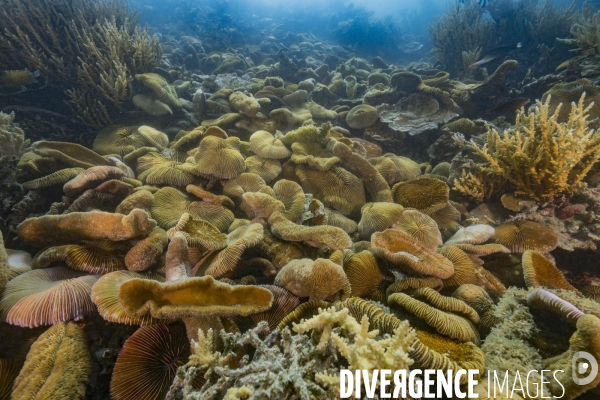 Colonie de coraux Fungia scruposa - Fungia scruposa coral colony