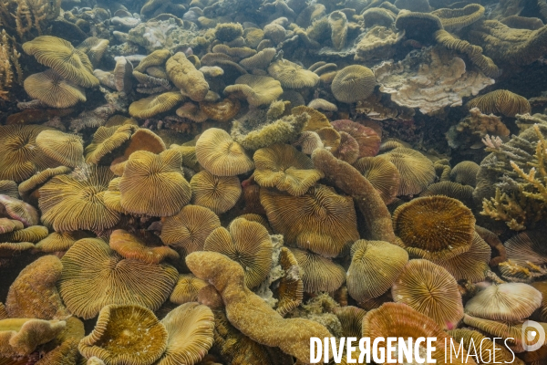 Colonie de coraux Fungia scruposa - Fungia scruposa coral colony