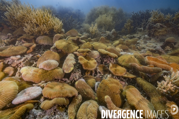 Colonie de coraux Fungia scruposa - Fungia scruposa coral colony