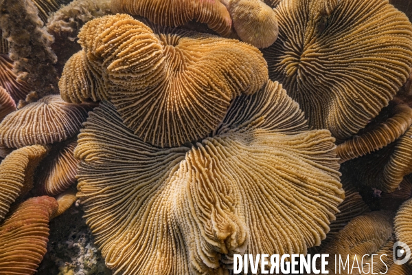 Colonie de coraux Fungia scruposa - Fungia scruposa coral colony