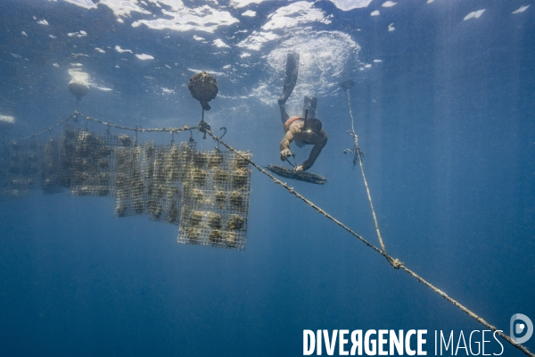 Lignes d élevage d huitres perlières - Pearl oyster farming lines