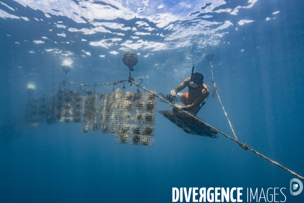 Lignes d élevage d huitres perlières - Pearl oyster farming lines