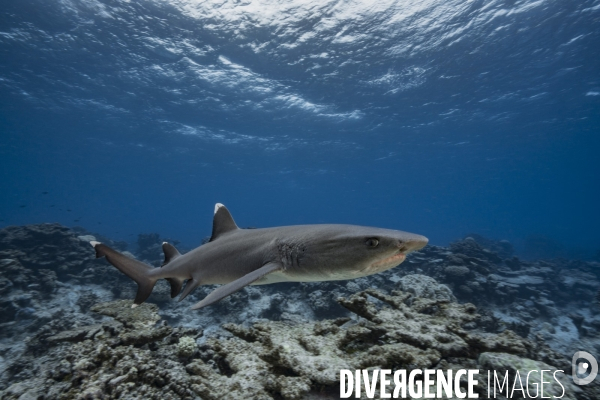 Requin corail Triaenodon obesus,  Mamaru  en Polynésie - White tip reef shark called  Mamaru  in Polynesia