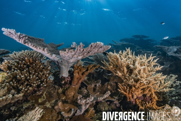 Récifs coralliens dans le chenal de Taravai - Coral reefs in the Taravai Channel