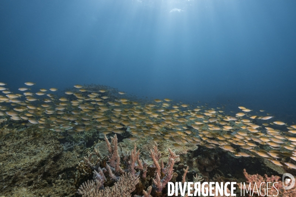 Banc de poissons au-dessus du récif aux îles Gambier - Fish school over Gambier Islands reef