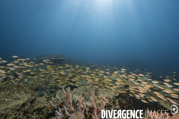 Banc de poissons au-dessus du récif aux îles Gambier - Fish school over Gambier Islands reef