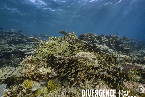 Banc de poissons au-dessus du récif aux îles Gambier - Fish school over Gambier Islands reef