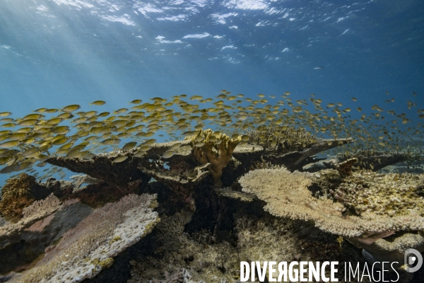 Banc de poissons au-dessus du récif aux îles Gambier - Fish school over Gambier Islands reef