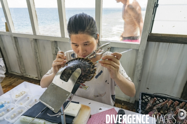 Greffe d une huitre perlière -  Grafting a pearl oyster