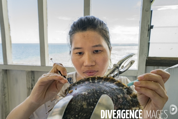Greffe d une huitre perlière -  Grafting a pearl oyster