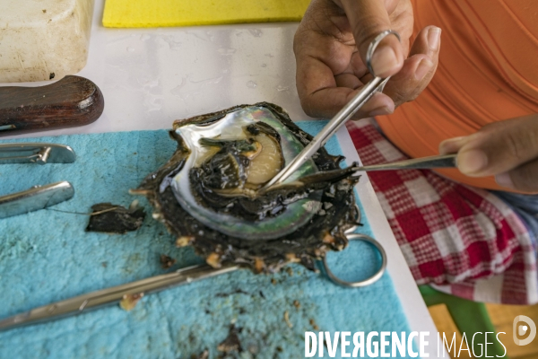 Prélèvement de l épithellium de l huitre -  Epithellium removal from oysters