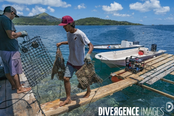 Perliculture dans les îles Gambier en Polynésie française