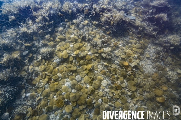Colonie de coraux Fungia scruposa - Fungia scruposa coral colony